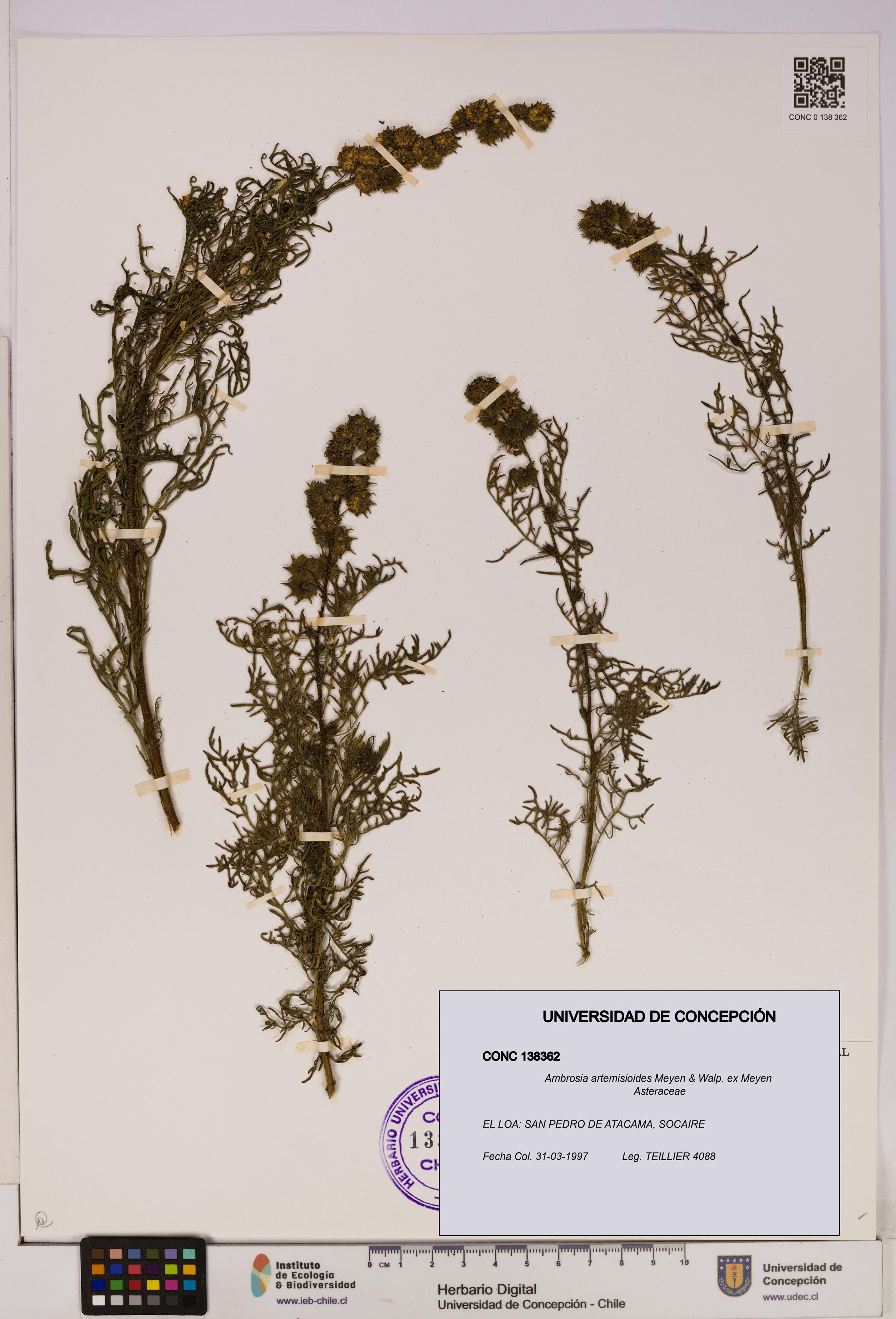 Ambrosia artemisioides [Espécimen: UDEC:CONC:0138362]