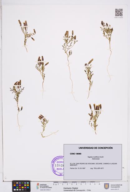 Tagetes multiflora [Espécimen: ]