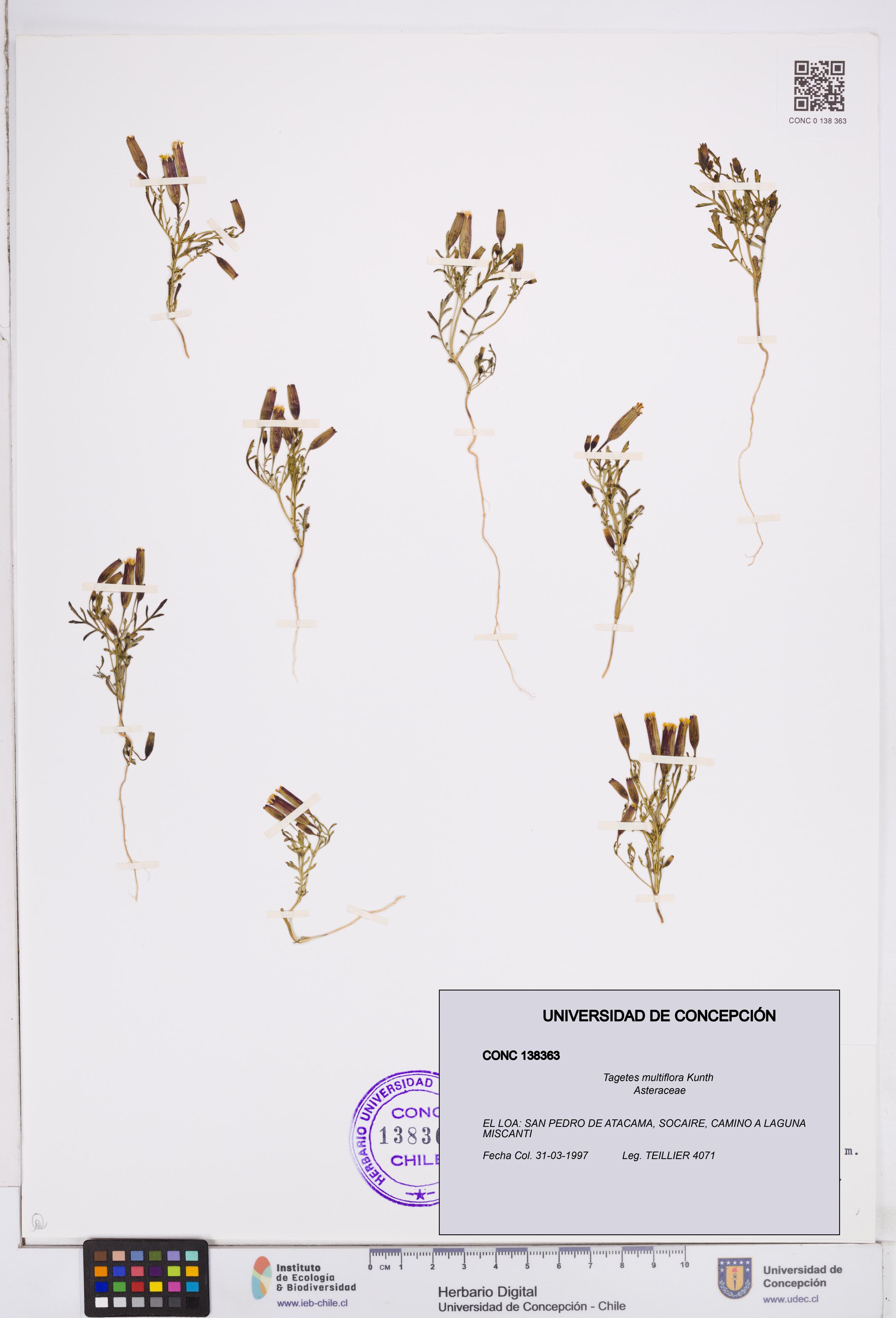 Tagetes multiflora [Espécimen: ]