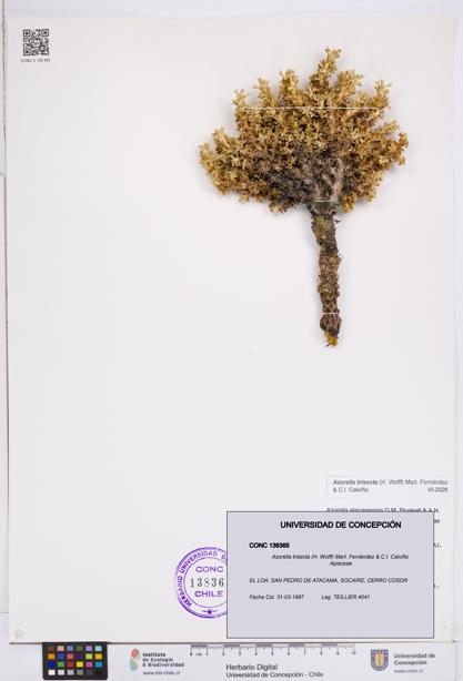 Azorella trisecta [Espécimen: ]