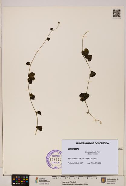 Dioscorea tenella [Espécimen: ]