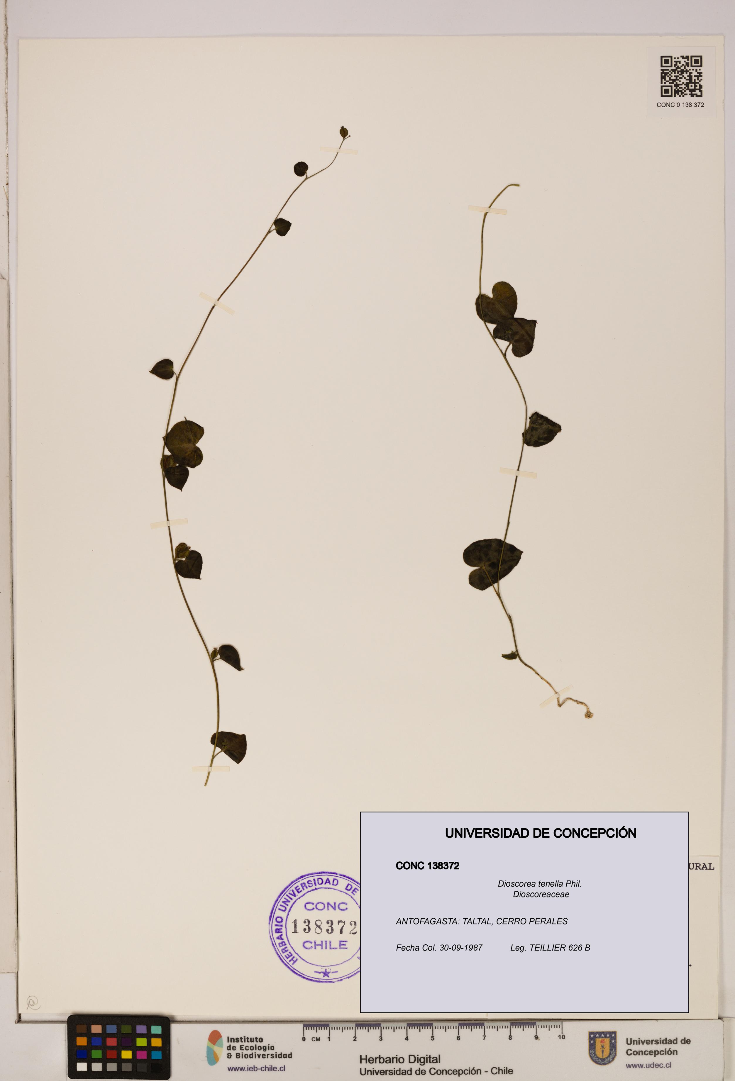 Dioscorea tenella [Espécimen: ]