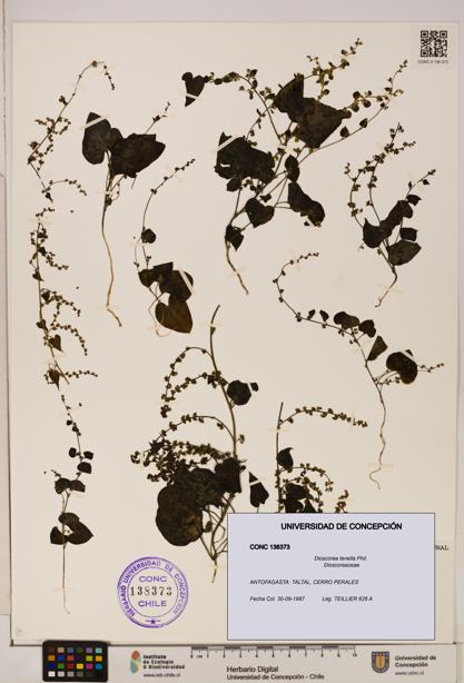 Dioscorea tenella [Espécimen: ]