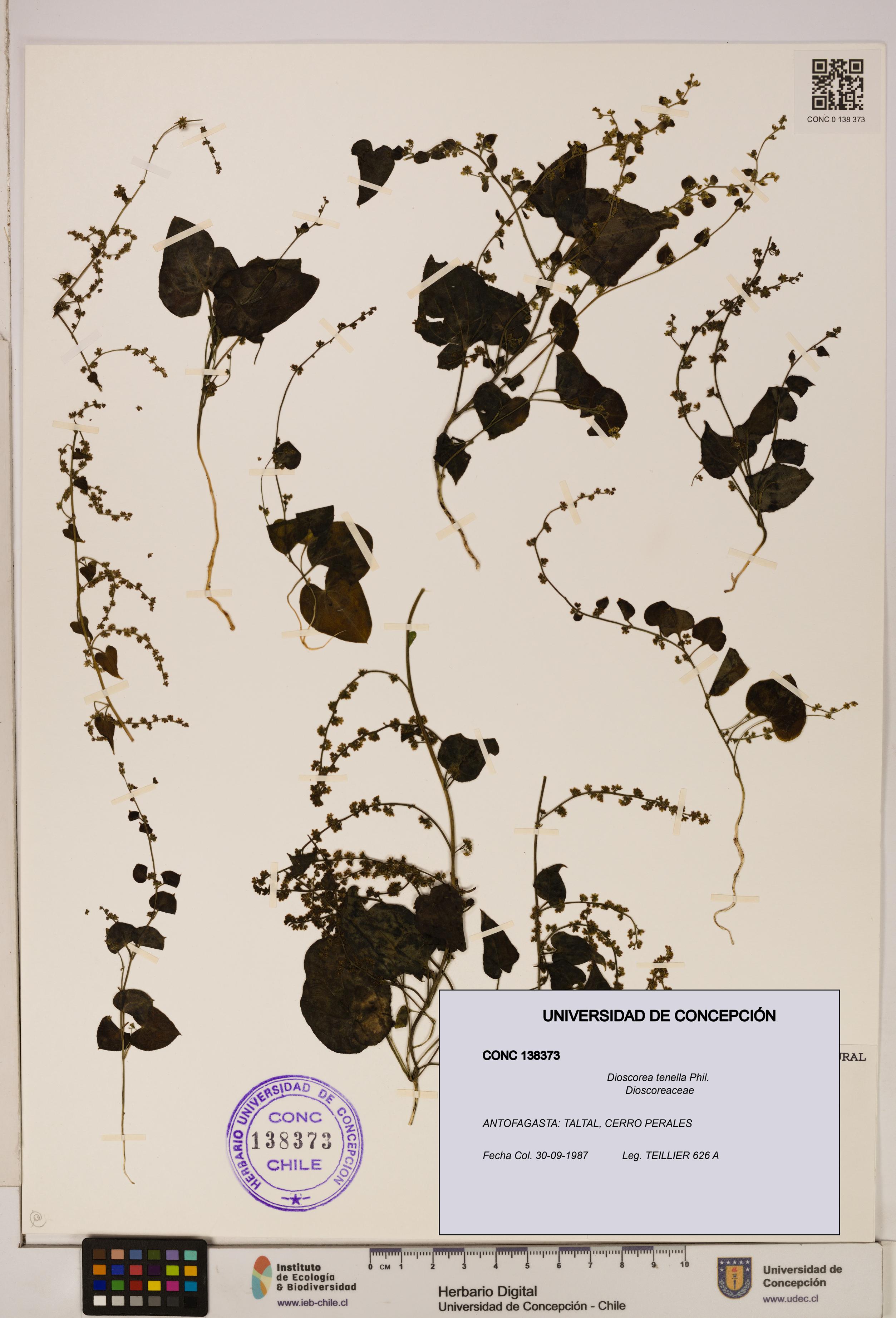 Dioscorea tenella [Espécimen: ]
