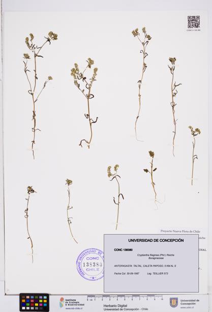 Cryptantha filaginea [Espécimen: ]