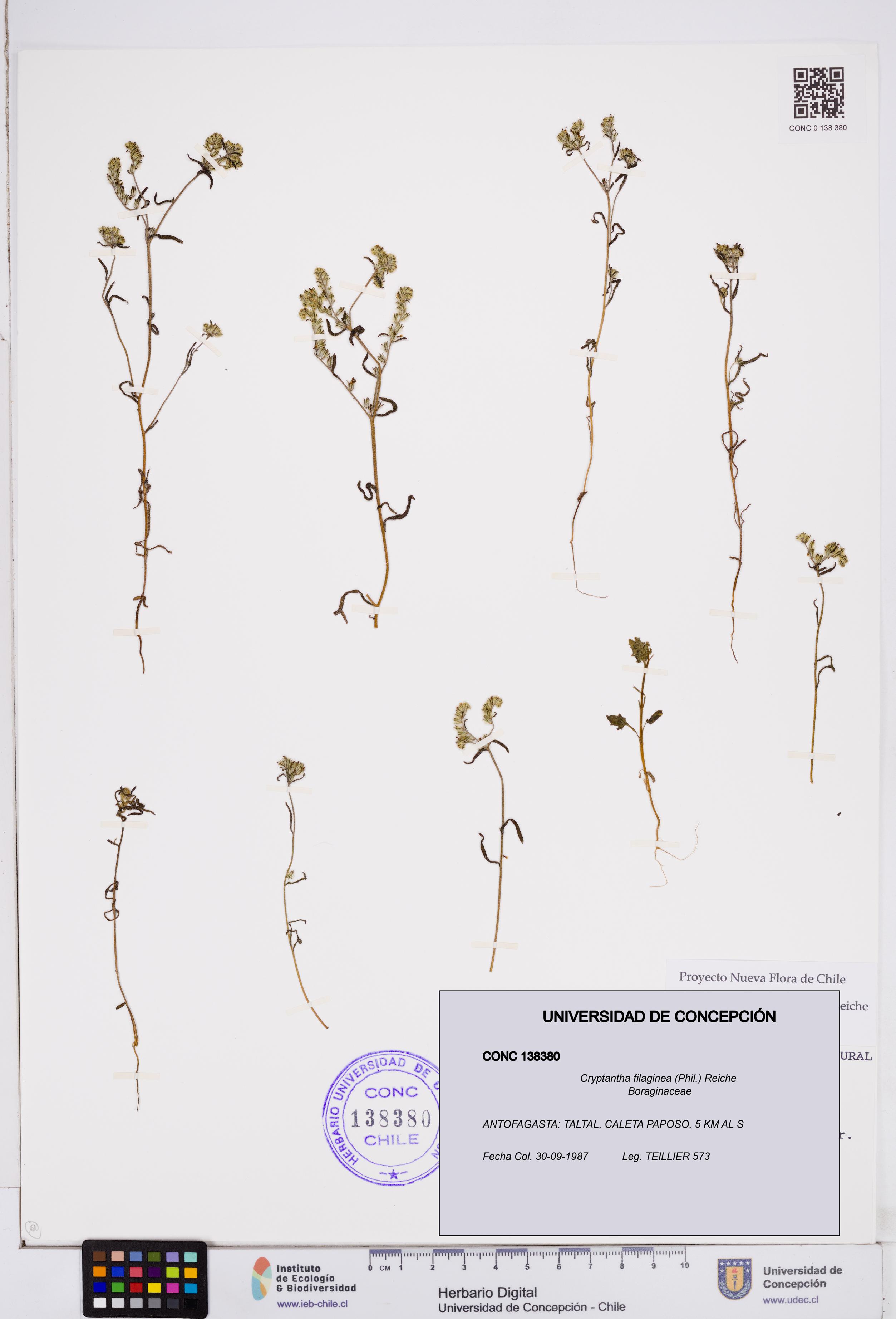Cryptantha filaginea [Espécimen: ]