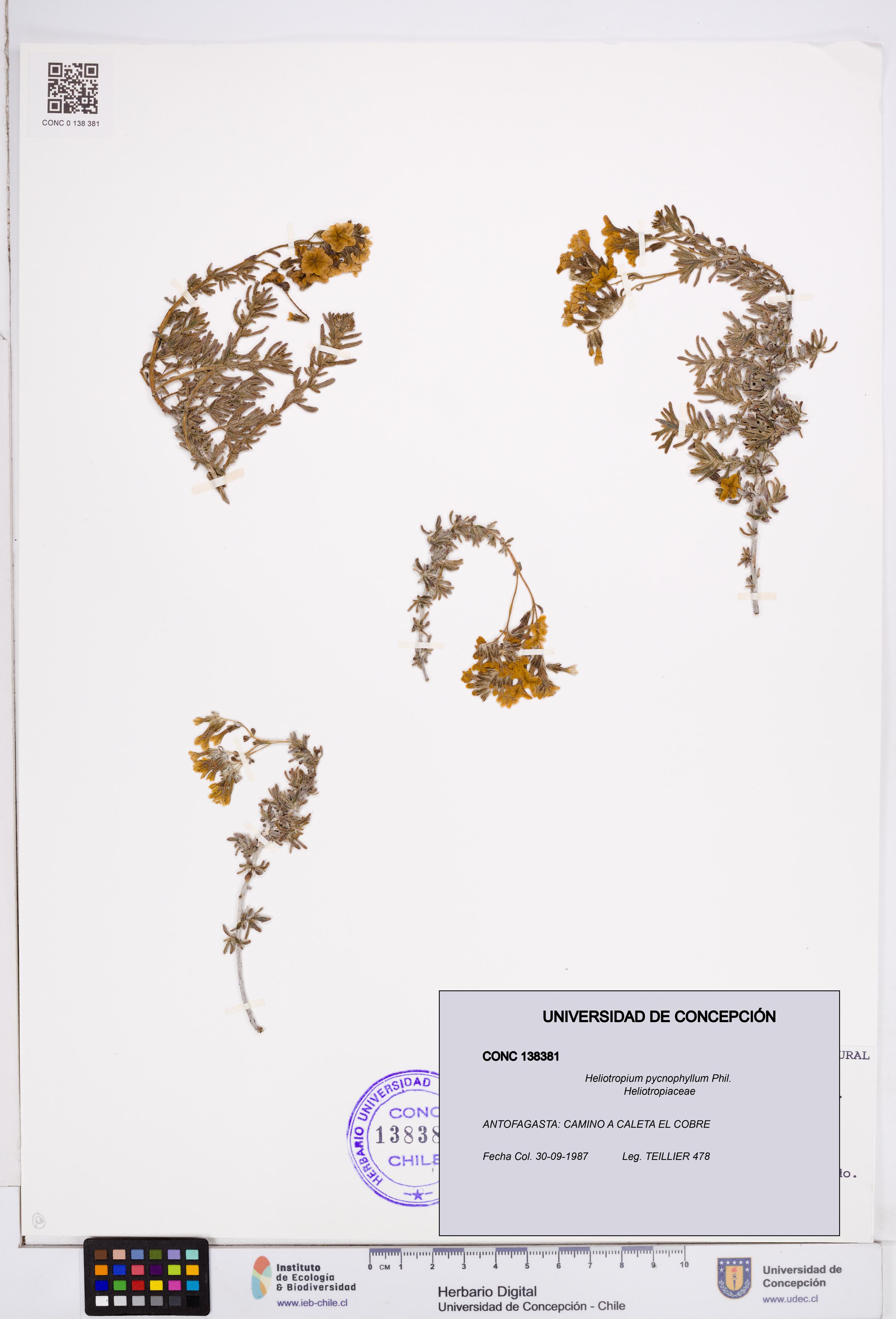 Heliotropium pycnophyllum [Espécimen: ]