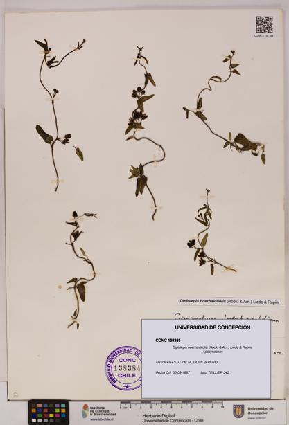 Diplolepis boerhaviifolia [Espécimen: UDEC:CONC:0138384]