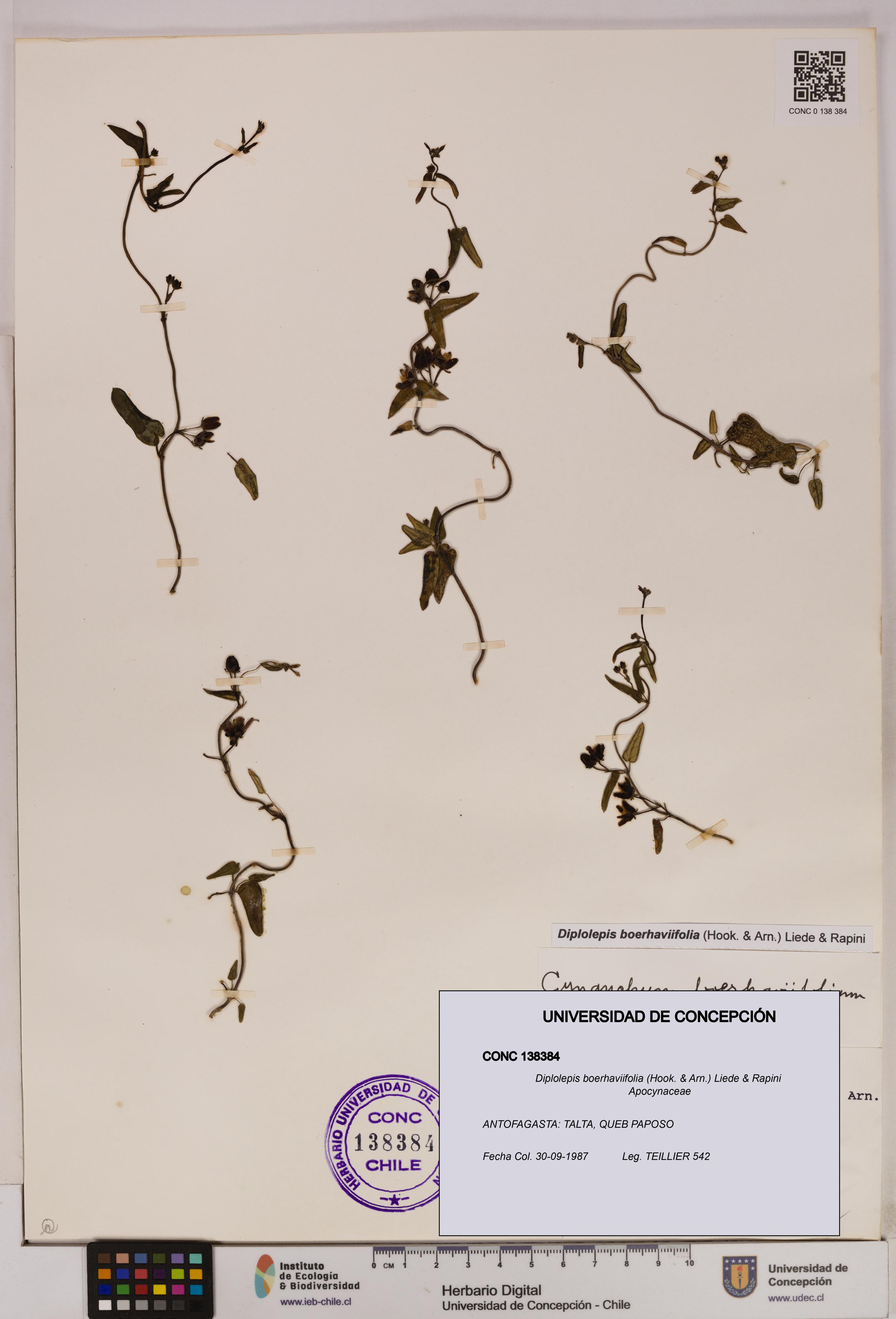 Diplolepis boerhaviifolia [Espécimen: UDEC:CONC:0138384]