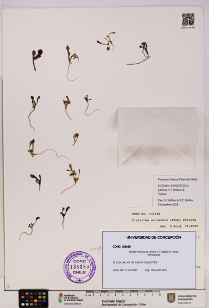 Silvaea minuscula [Espécimen: UDEC:CONC:0138389]