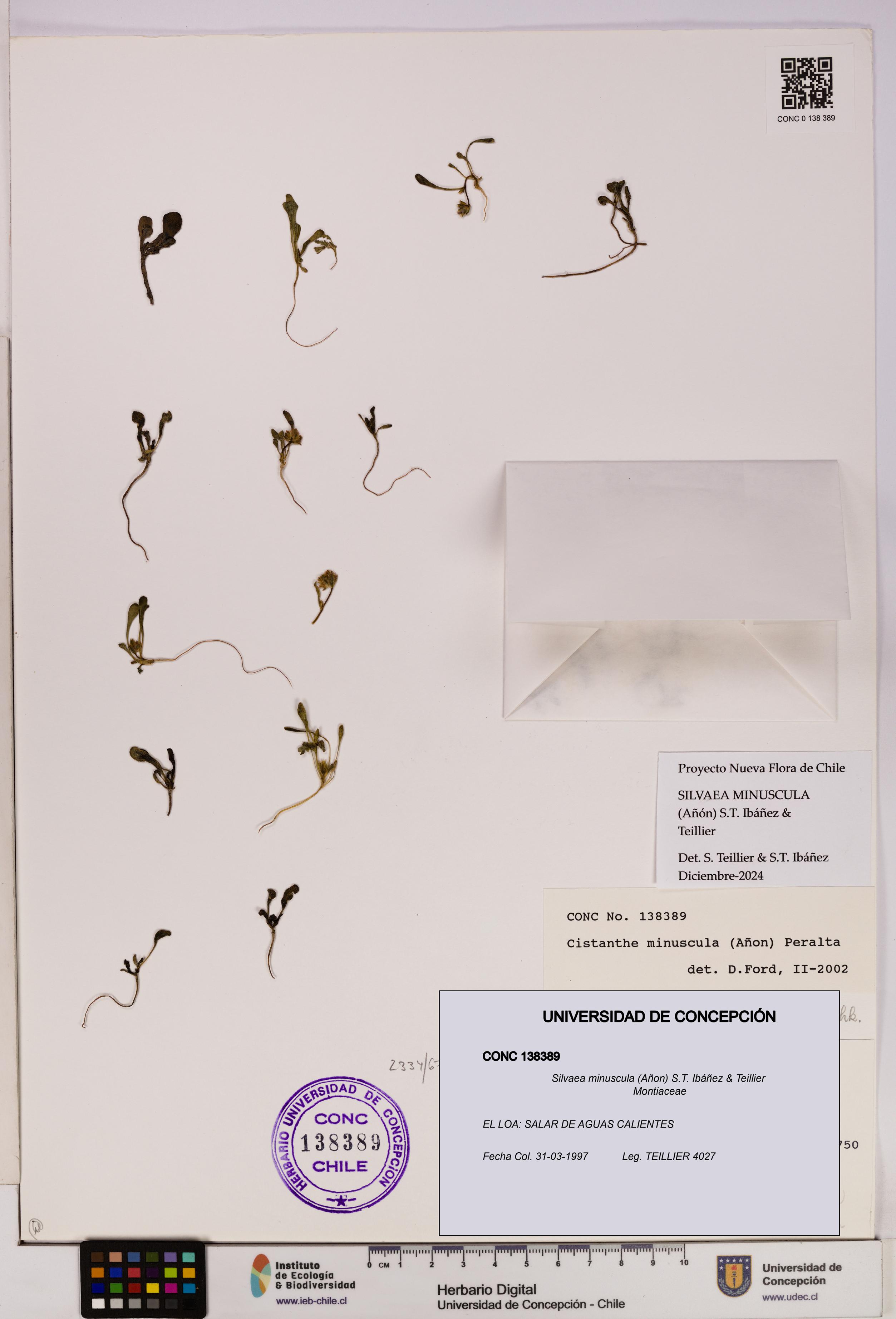 Silvaea minuscula [Espécimen: UDEC:CONC:0138389]