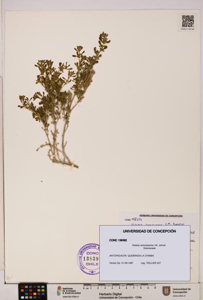 Nolana ramosissima [Espécimen: UDEC:CONC:0138392]