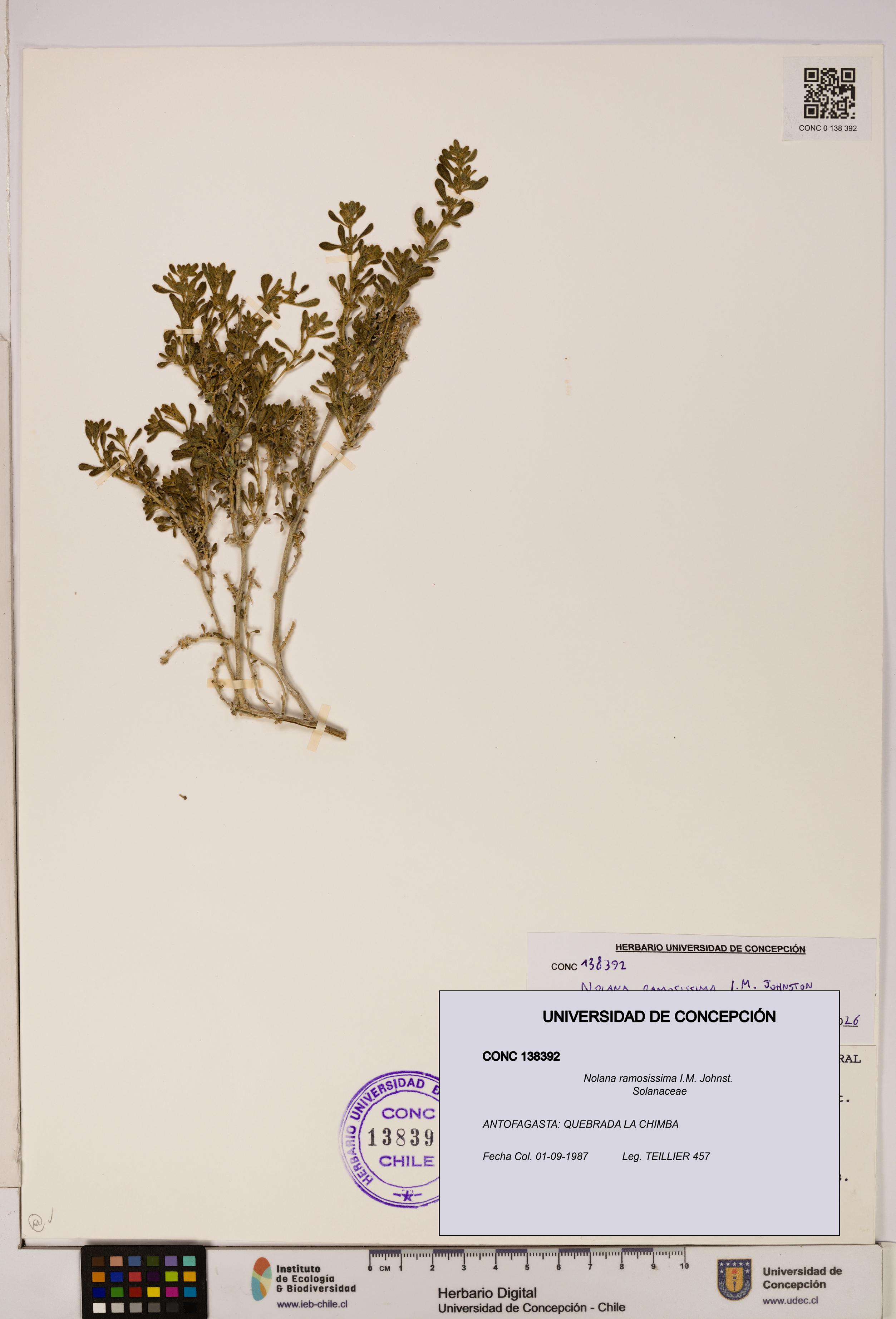 Nolana ramosissima [Espécimen: UDEC:CONC:0138392]