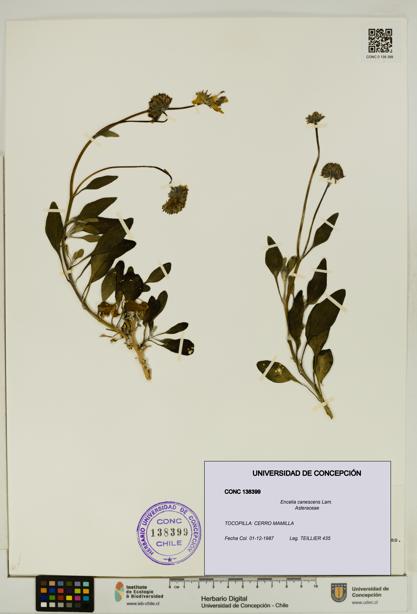 Encelia canescens [Espécimen: UDEC:CONC:0138399]