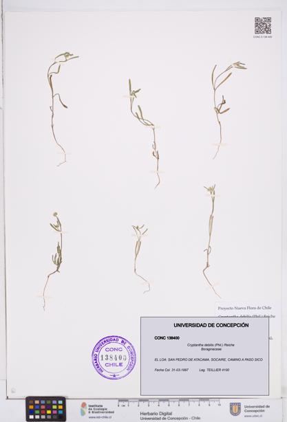 Cryptantha debilis [Espécimen: ]