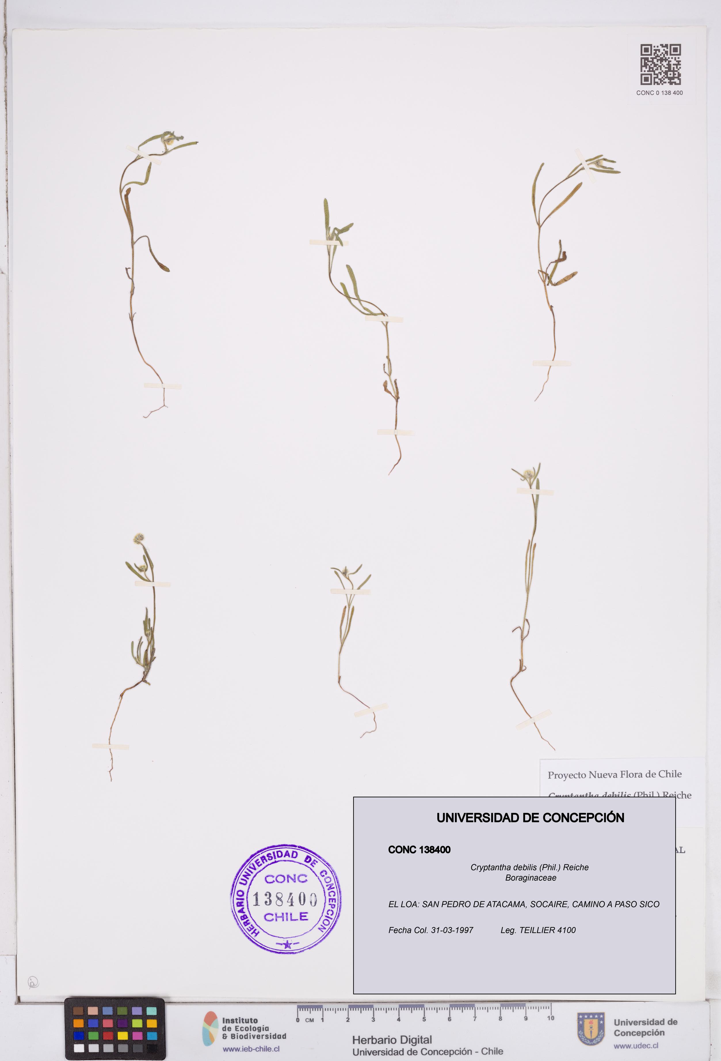 Cryptantha debilis [Espécimen: ]