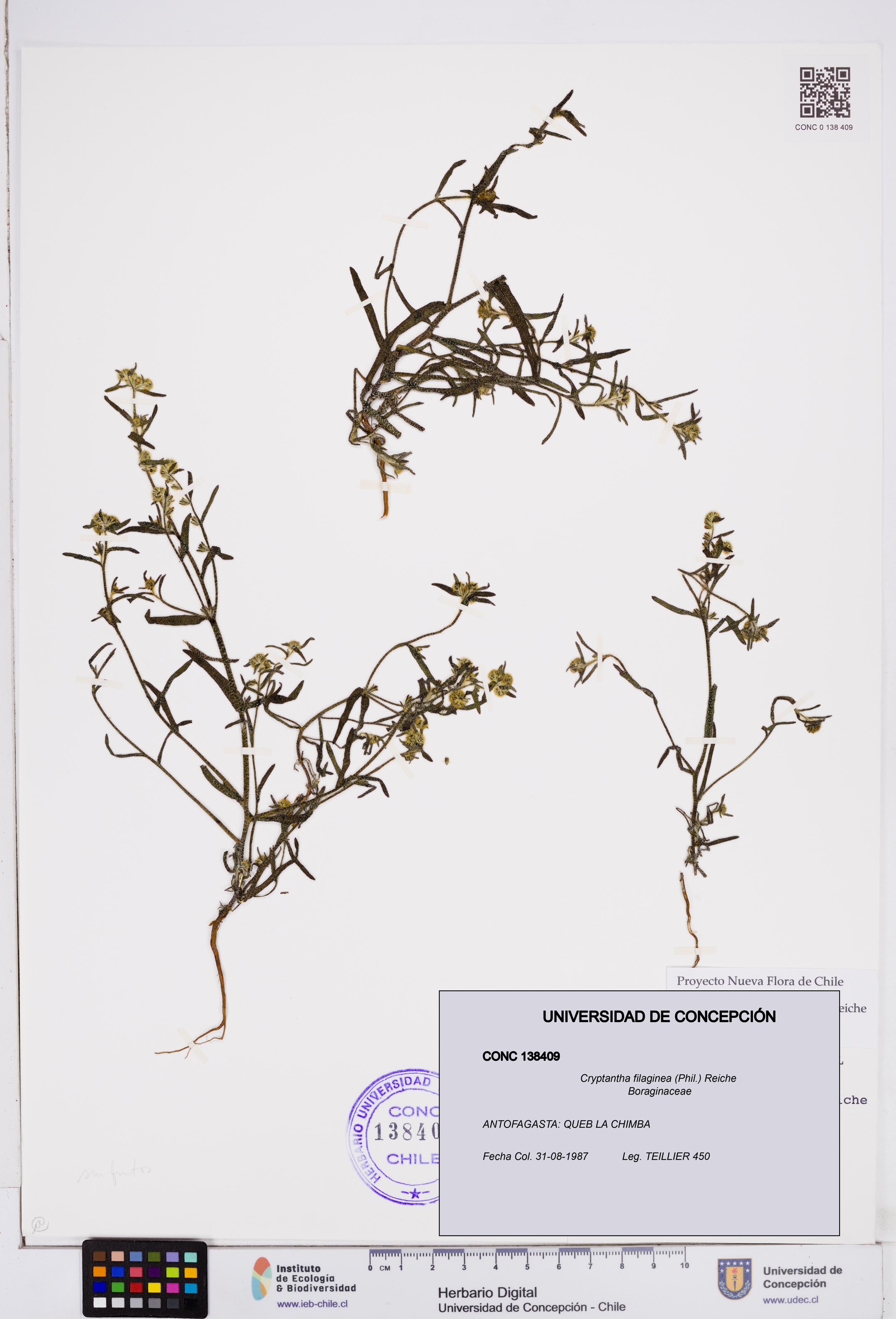Cryptantha filaginea [Espécimen: ]