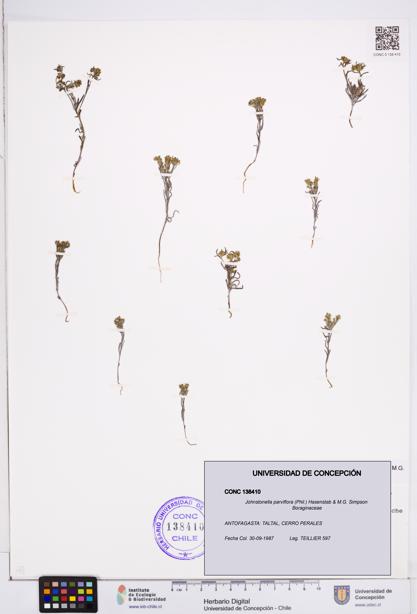 Johnstonella parviflora [Espécimen: ]
