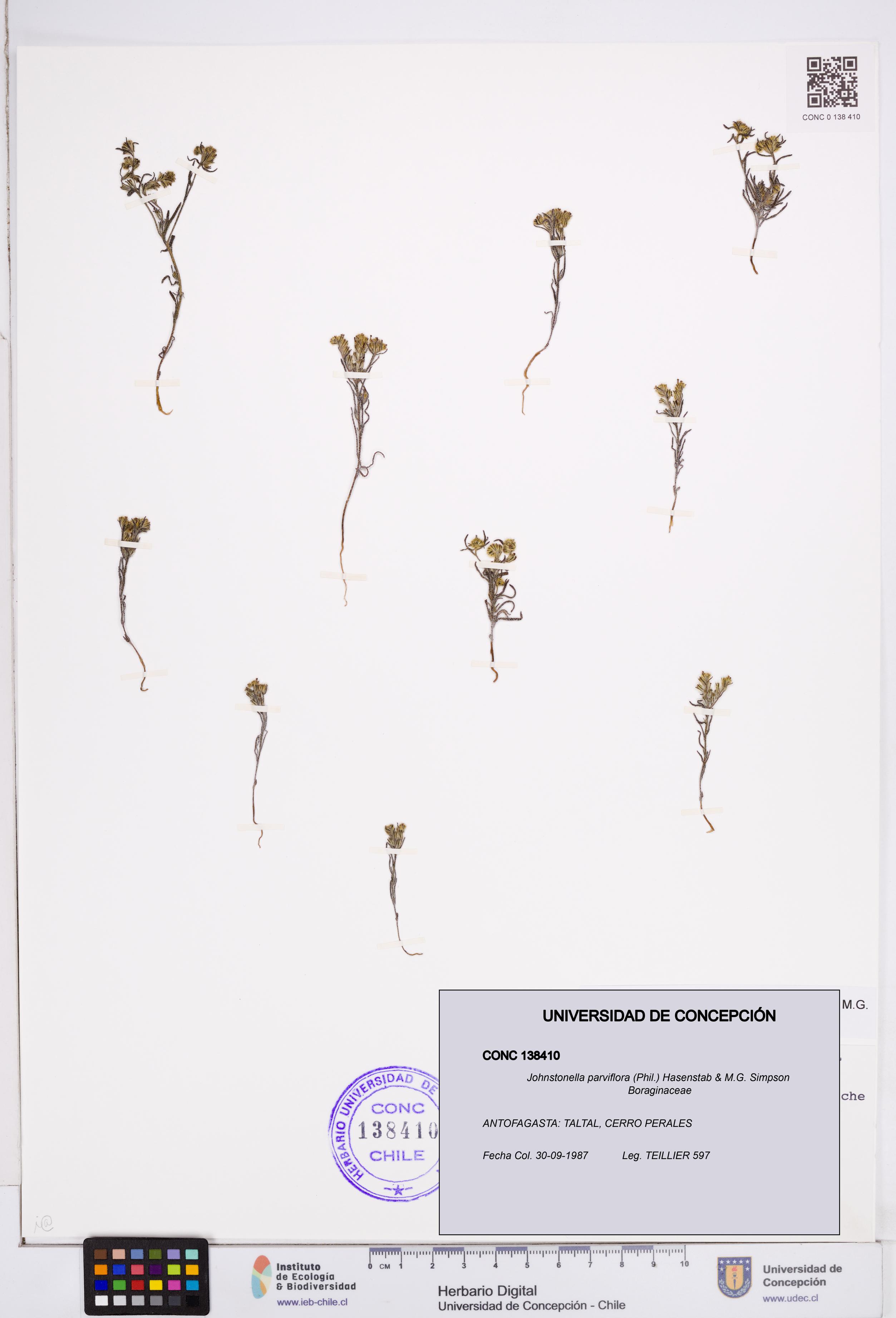 Johnstonella parviflora [Espécimen: ]