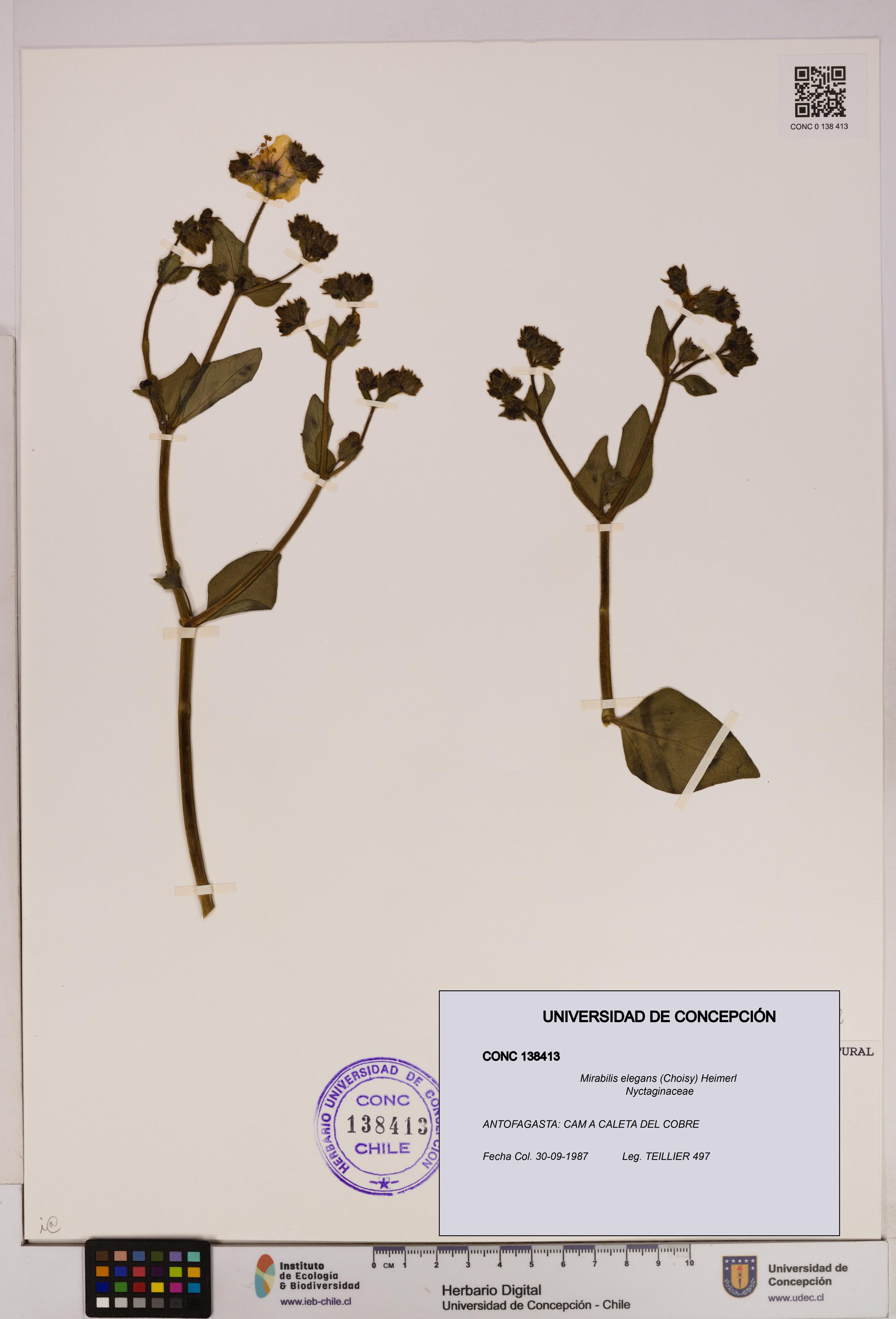 Mirabilis elegans [Espécimen: UDEC:CONC:0138413]