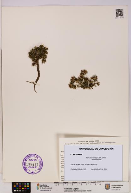 Portulaca philippii [Espécimen: UDEC:CONC:0138419]