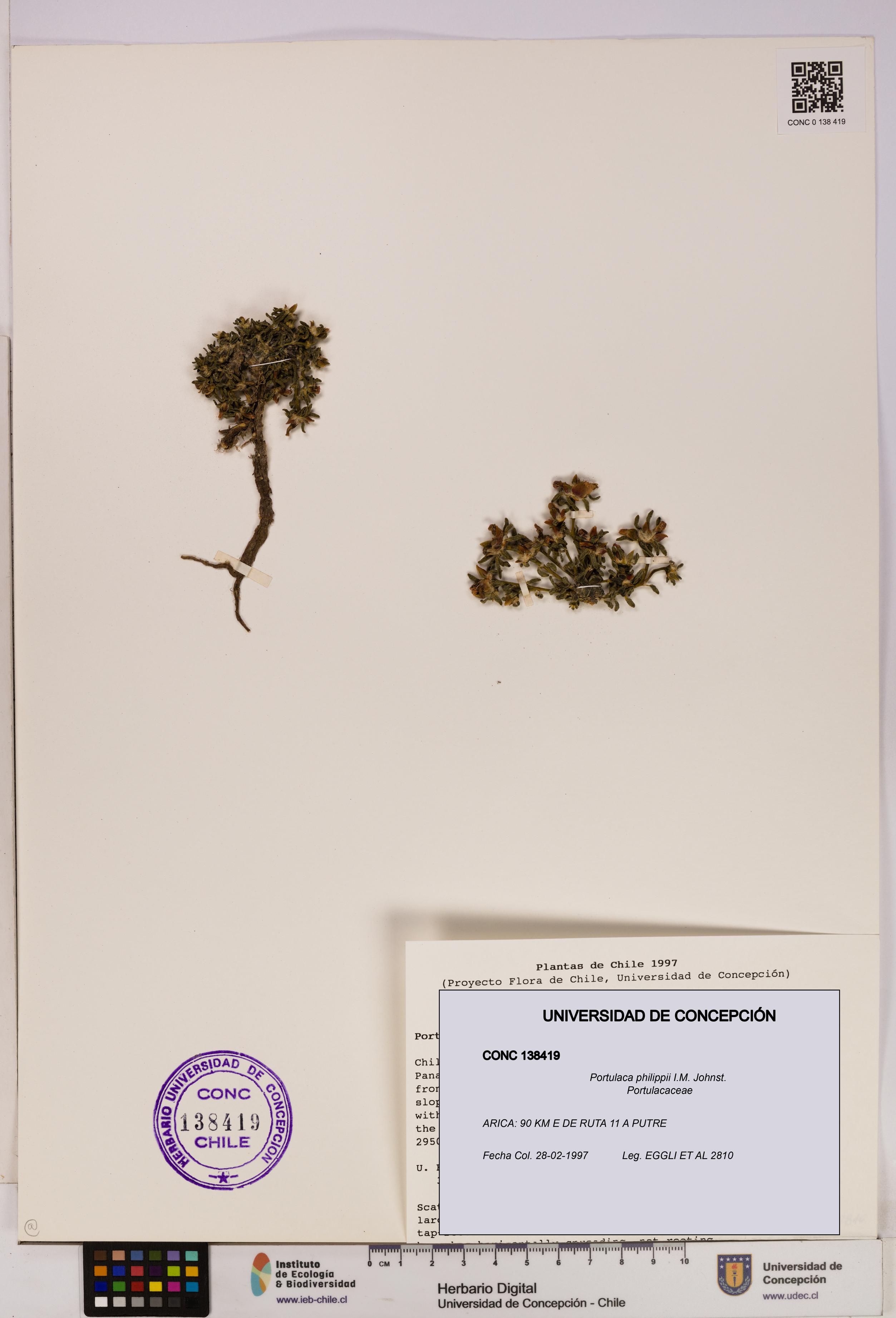 Portulaca philippii [Espécimen: UDEC:CONC:0138419]