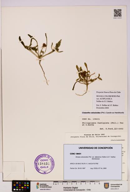 Silvaea celosioides var. altiplanica [Espécimen: UDEC:CONC:0138431]