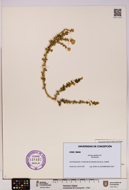 Silvaea capitata [Espécimen: UDEC:CONC:0138432]