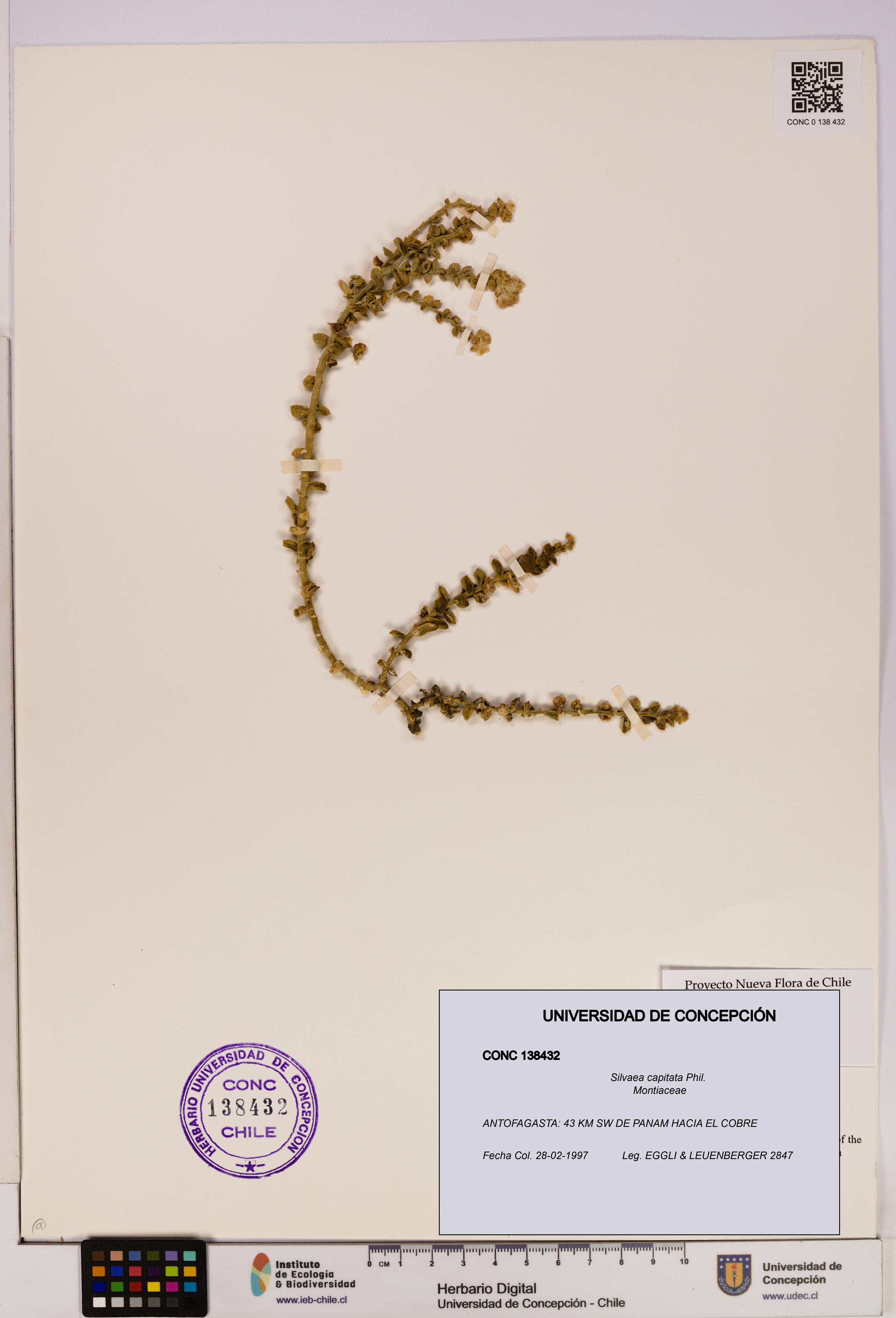 Silvaea capitata [Espécimen: UDEC:CONC:0138432]