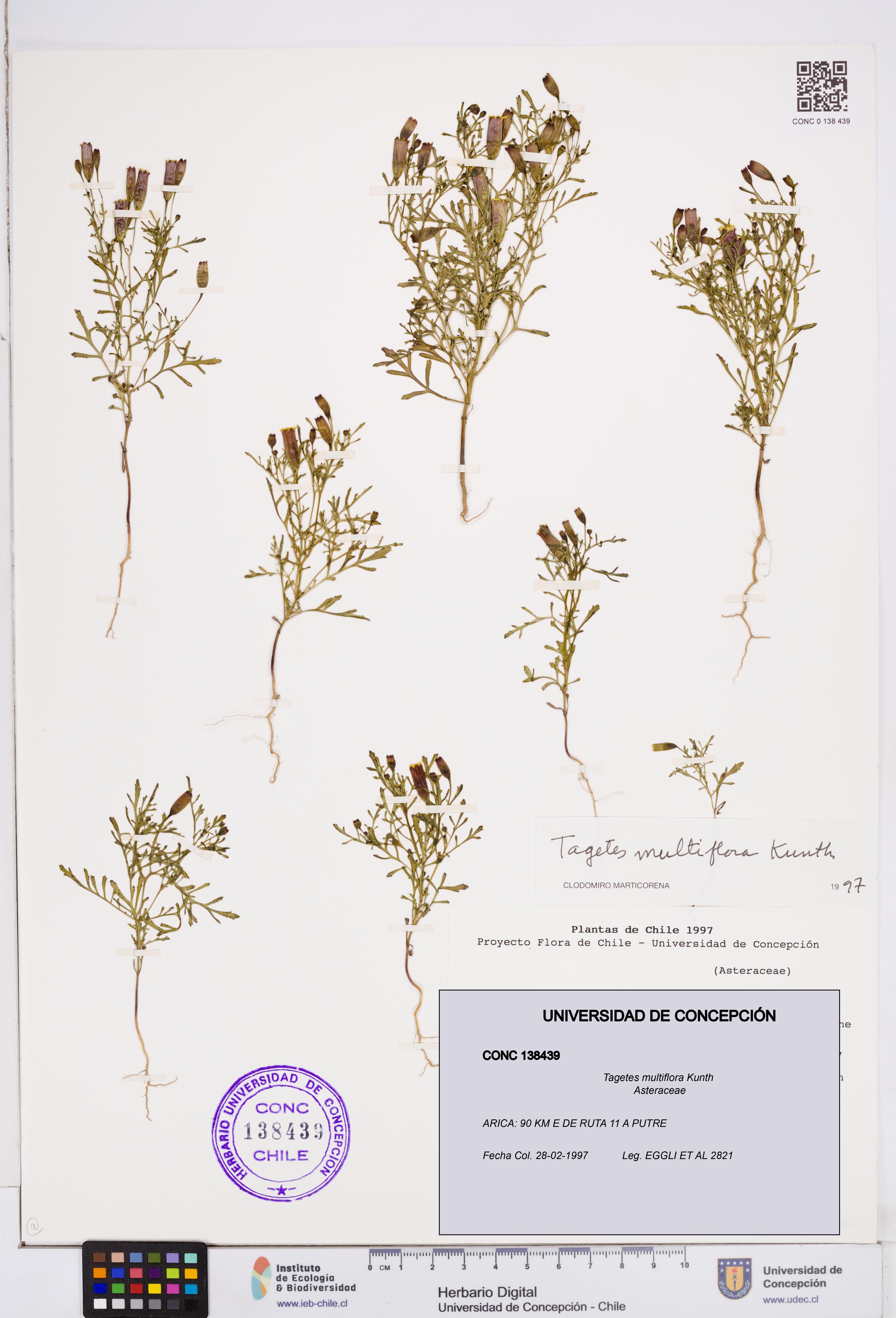 Tagetes multiflora [Espécimen: ]