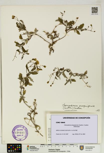 Chersodoma arequipensis [Espécimen: UDEC:CONC:0138440]