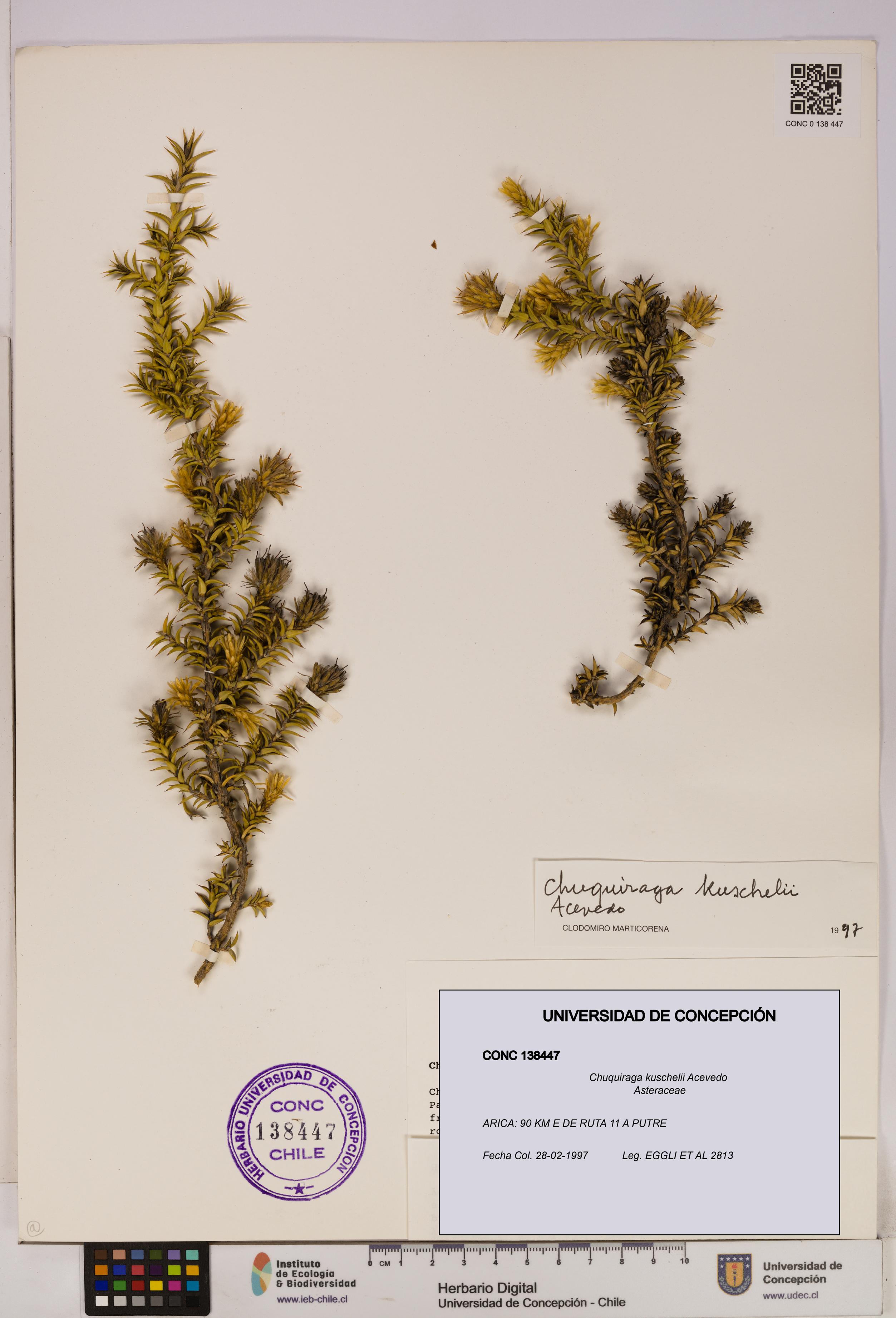 Chuquiraga kuschelii [Espécimen: UDEC:CONC:0138447]