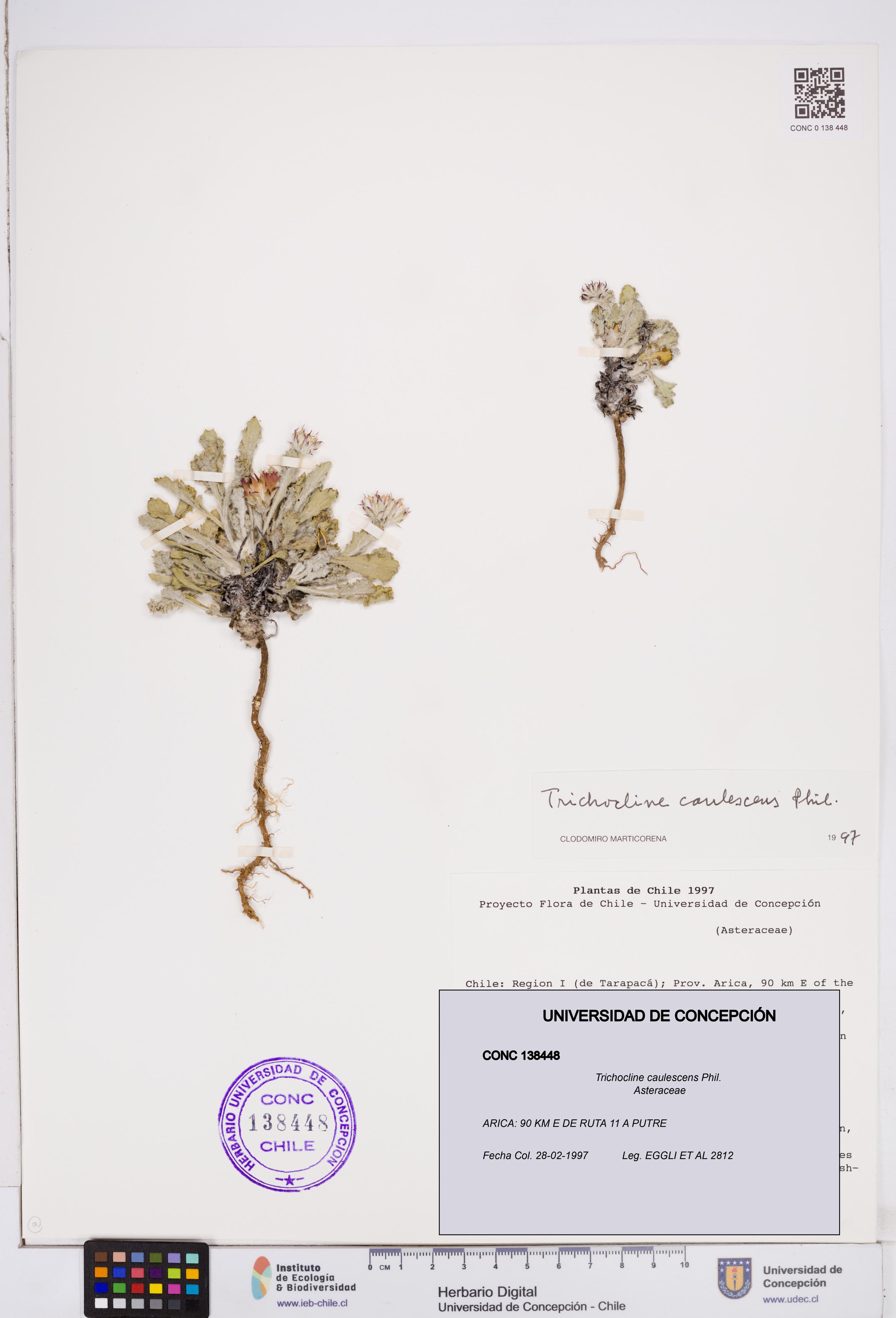 Trichocline caulescens [Espécimen: ]
