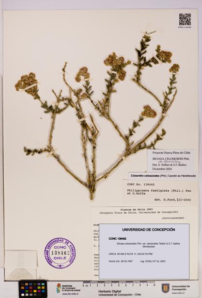 Silvaea celosioides var. celosioides [Espécimen: UDEC:CONC:0138462]