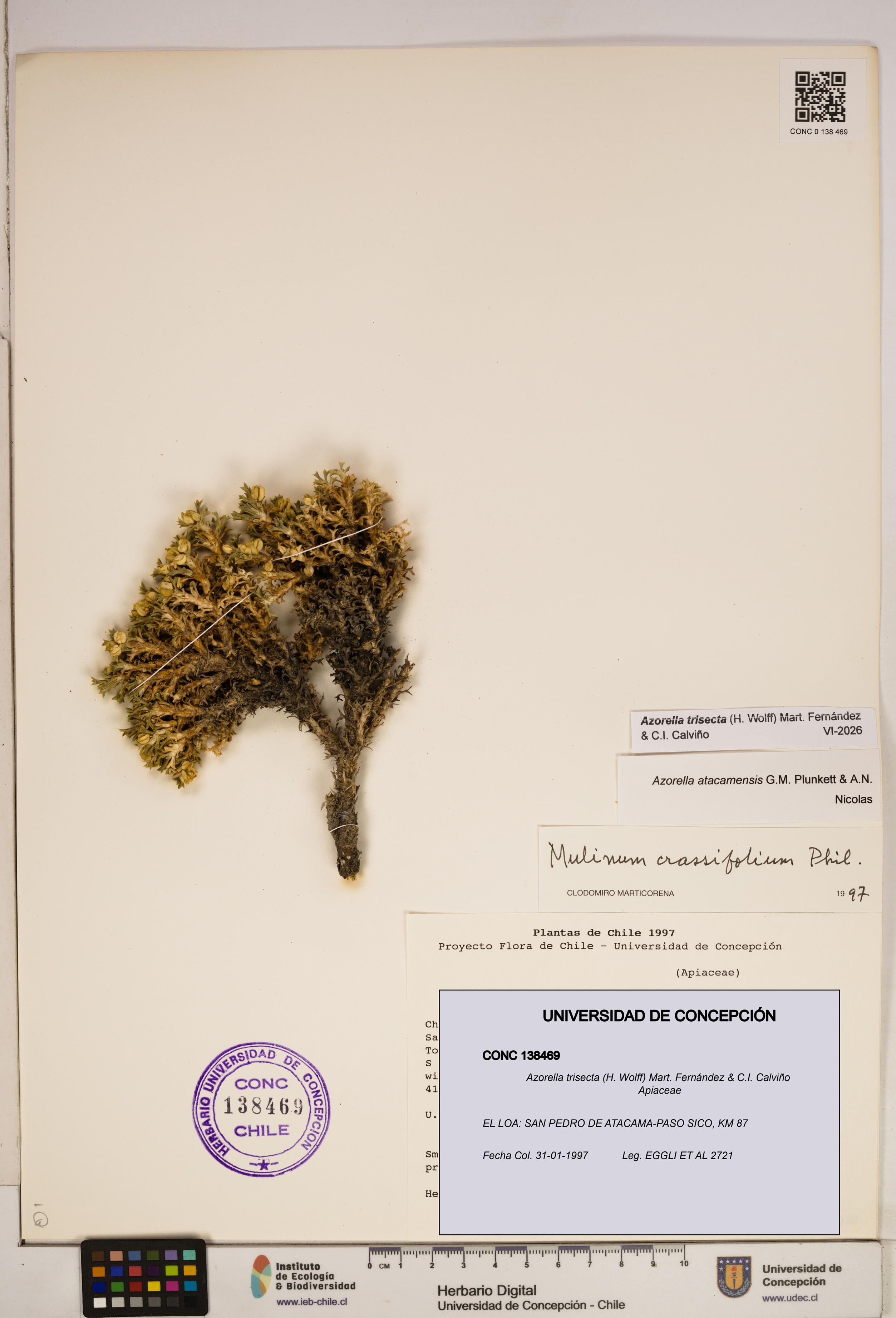 Azorella trisecta [Espécimen: ]