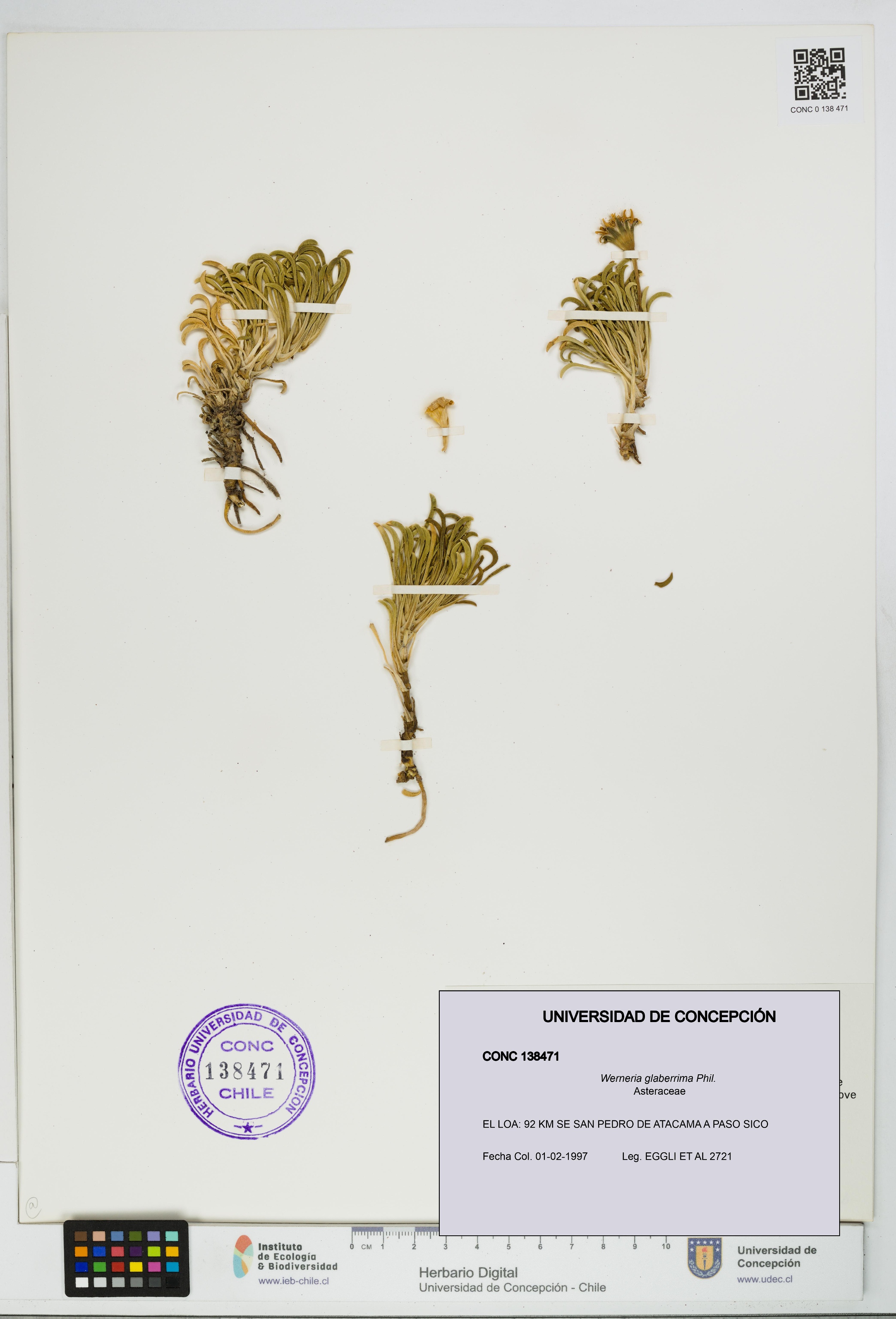 Werneria glaberrima [Espécimen: UDEC:CONC:0138471]