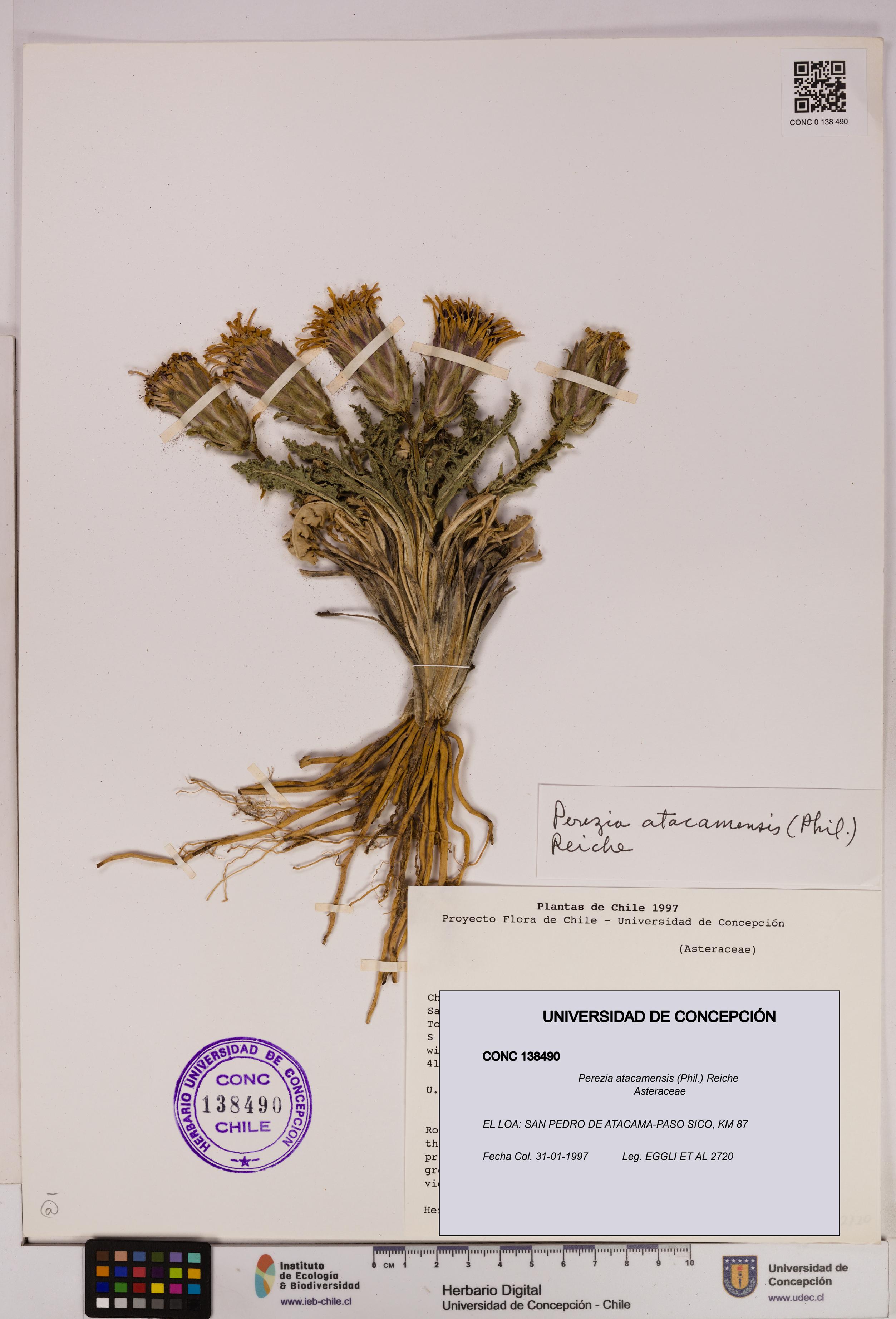 Perezia atacamensis [Espécimen: UDEC:CONC:0138490]