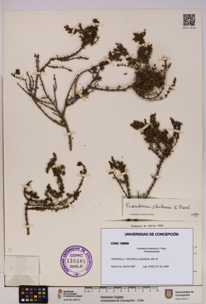 Frankenia chilensis [Espécimen: UDEC:CONC:0138509]