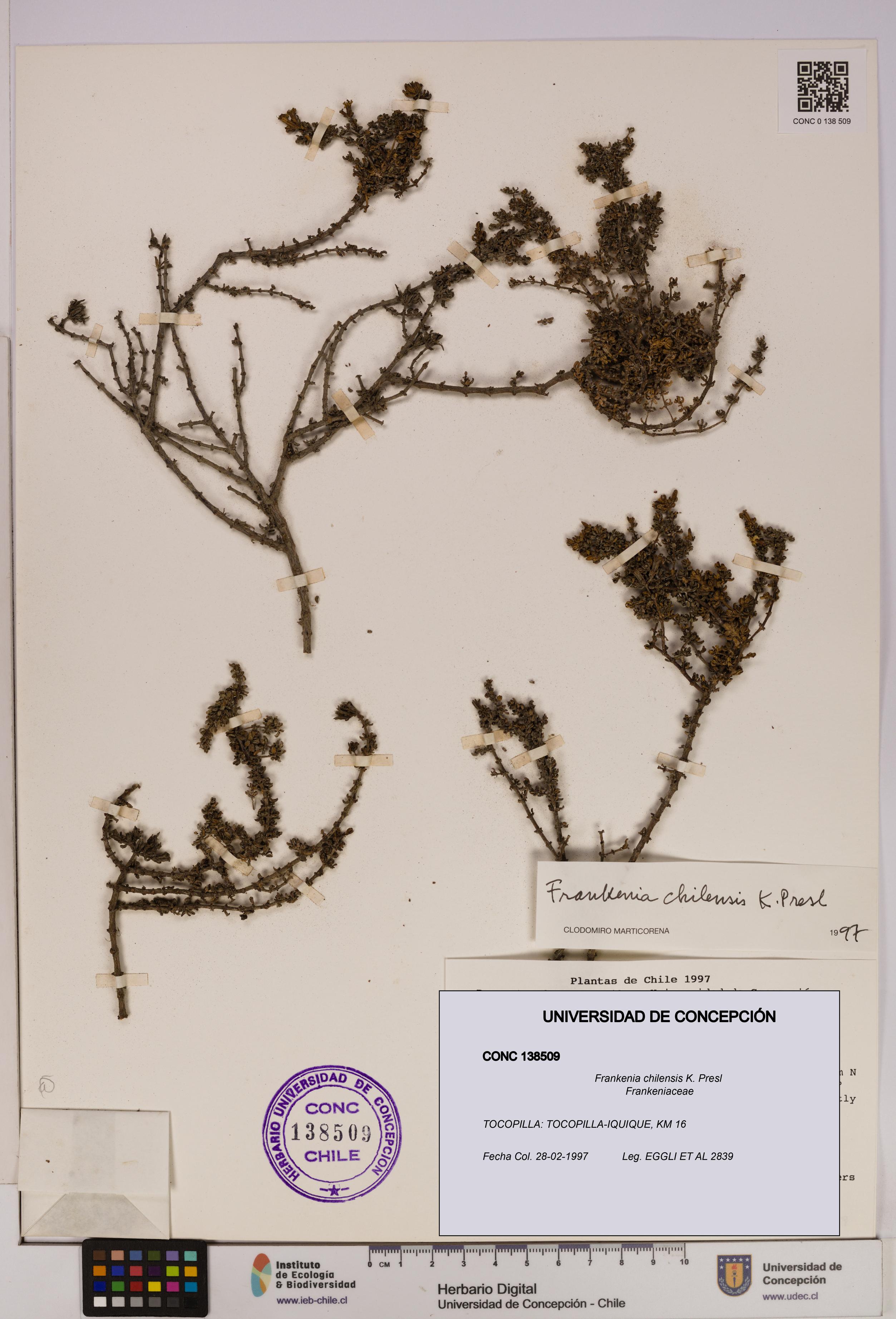 Frankenia chilensis [Espécimen: UDEC:CONC:0138509]