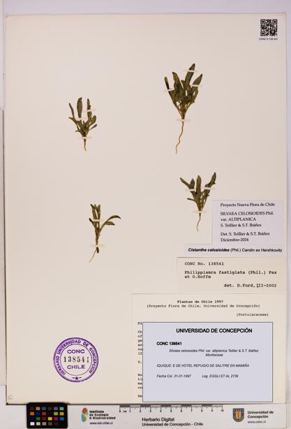 Silvaea celosioides var. altiplanica [Espécimen: UDEC:CONC:0138541]