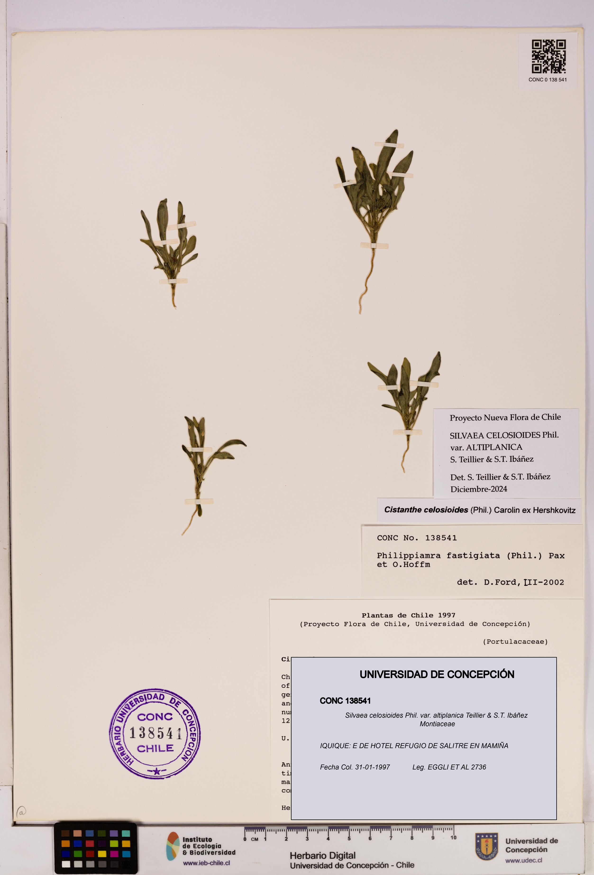 Silvaea celosioides var. altiplanica [Espécimen: UDEC:CONC:0138541]