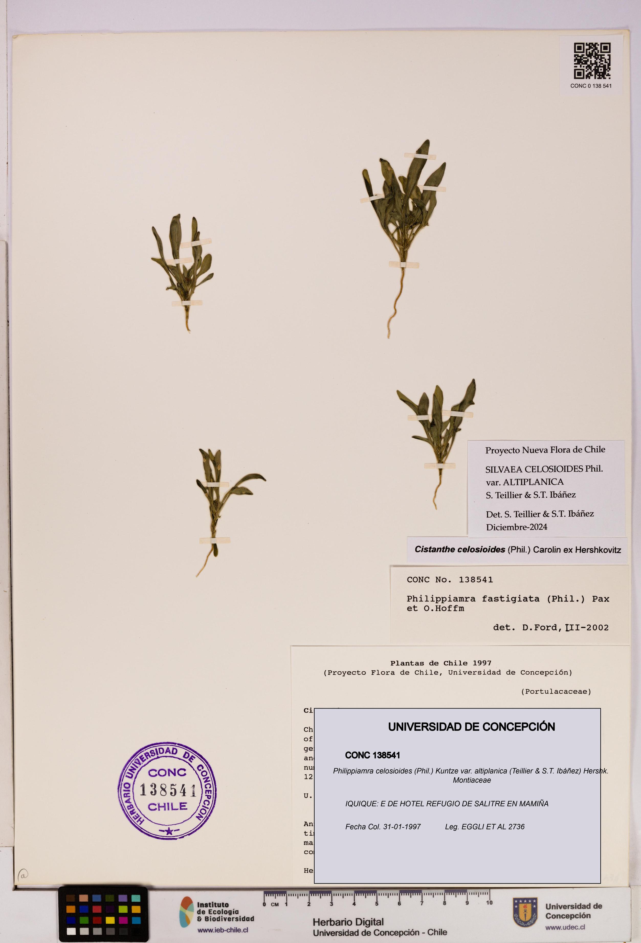 Philippiamra celosioides var. altiplanica [Espécimen: ]