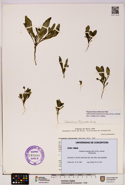 Cistanthe lingulata [Espécimen: UDEC:CONC:0138546]