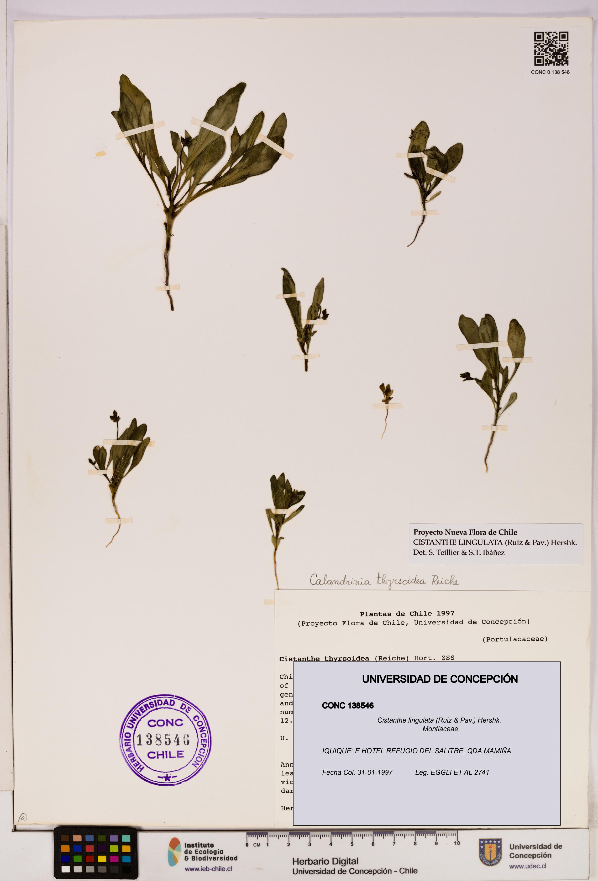 Cistanthe lingulata [Espécimen: UDEC:CONC:0138546]