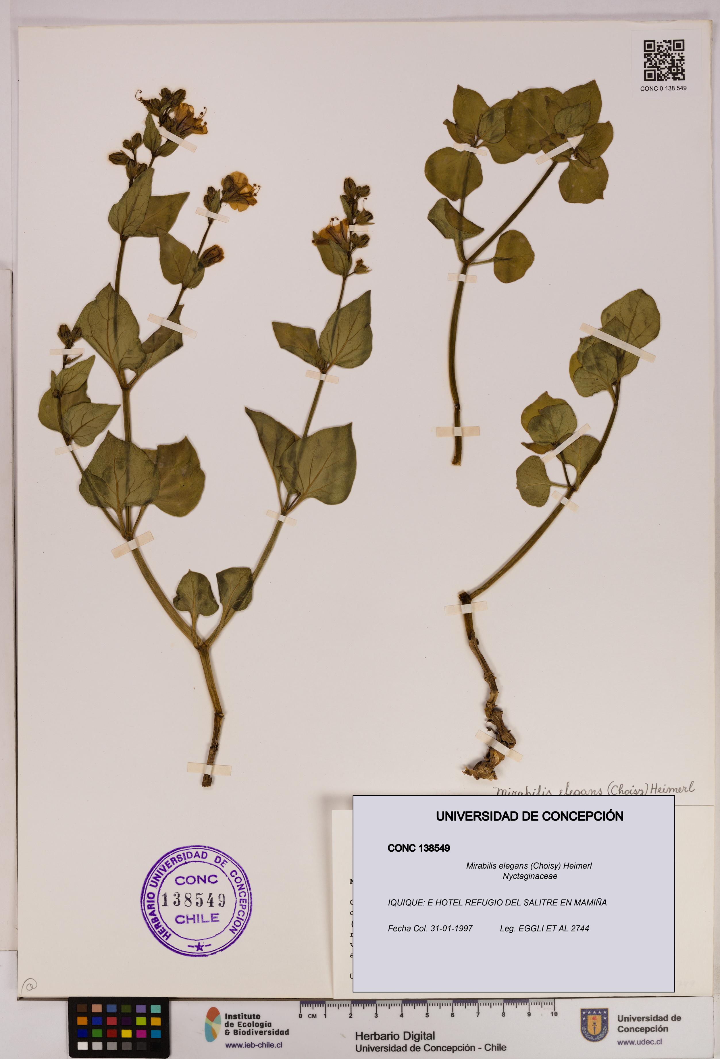 Mirabilis elegans [Espécimen: UDEC:CONC:0138549]