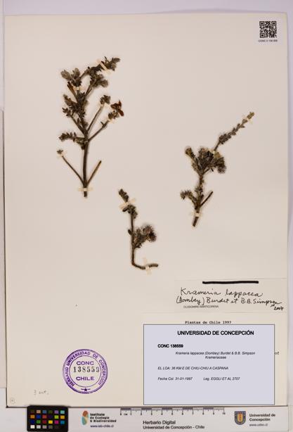 Krameria lappacea [Espécimen: UDEC:CONC:0138559]