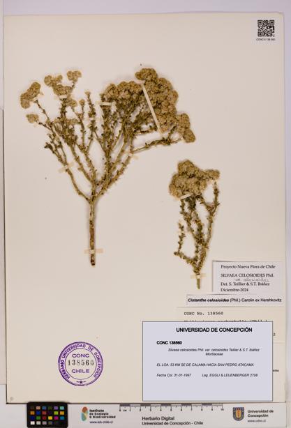 Silvaea celosioides var. celosioides [Espécimen: UDEC:CONC:0138560]
