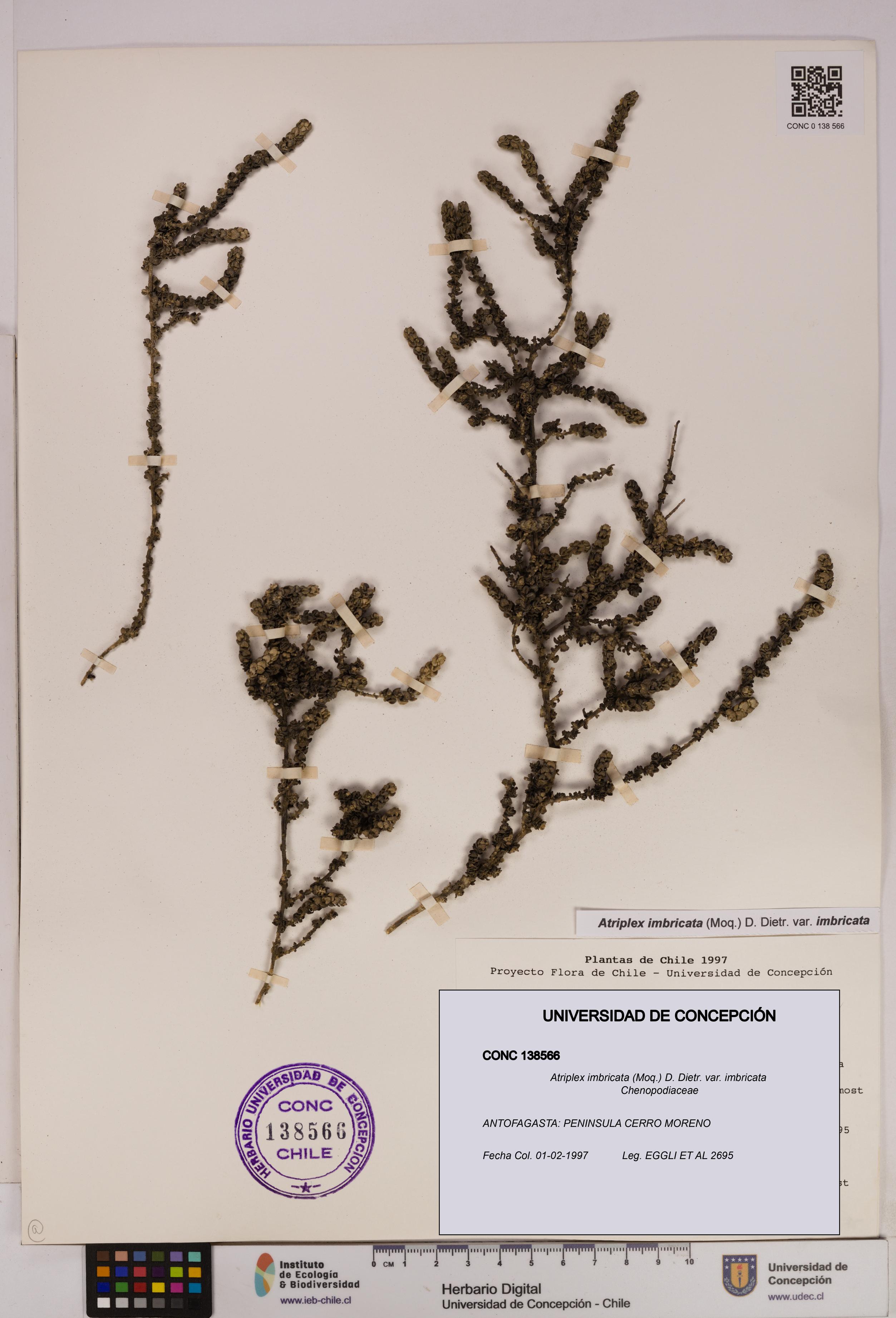 Atriplex imbricata [Espécimen: UDEC:CONC:0138566]