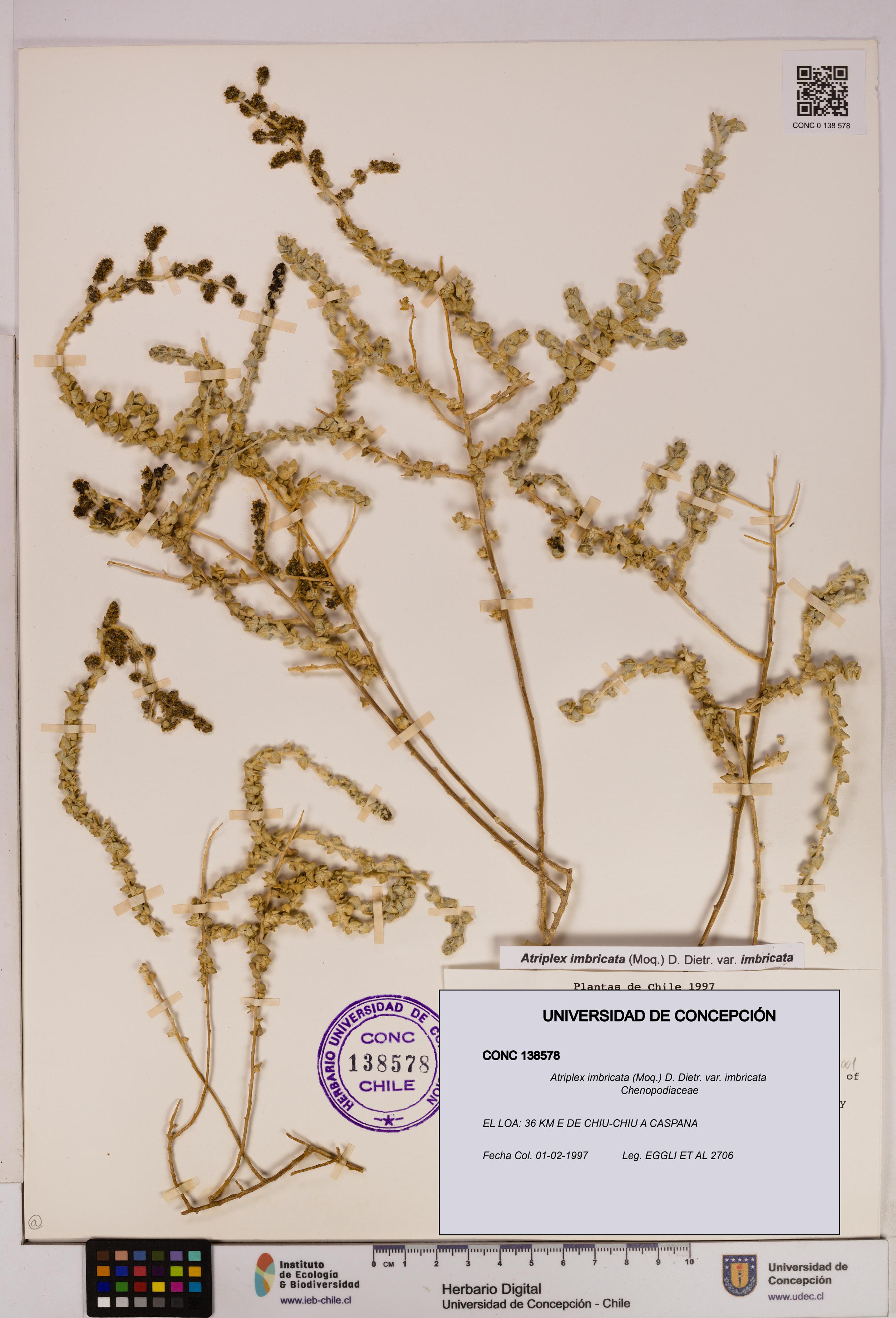 Atriplex imbricata [Espécimen: UDEC:CONC:0138578]