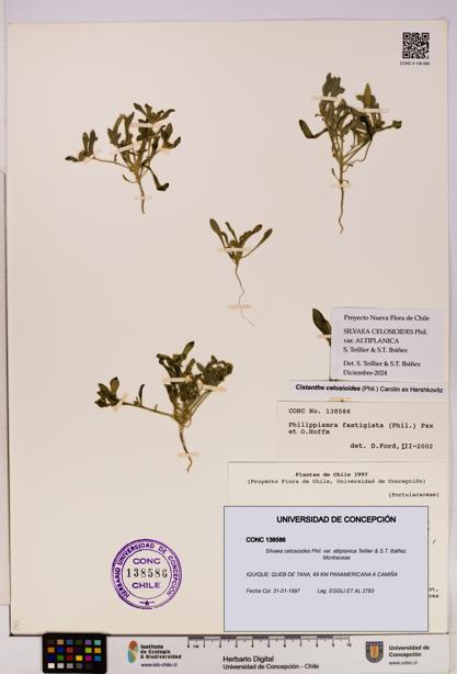 Silvaea celosioides var. altiplanica [Espécimen: UDEC:CONC:0138586]